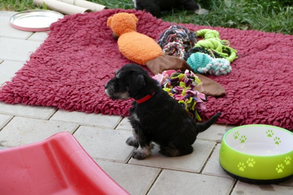 Polly R-Wurf 5 Woche 2025-04-18 001 (62)